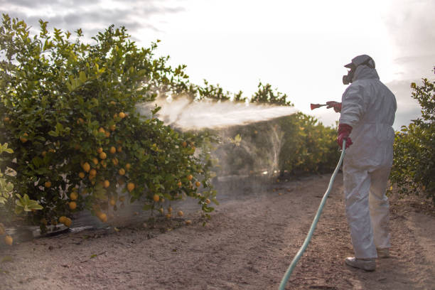 Best Pest Control Near Me  in Montalvin Manor, CA