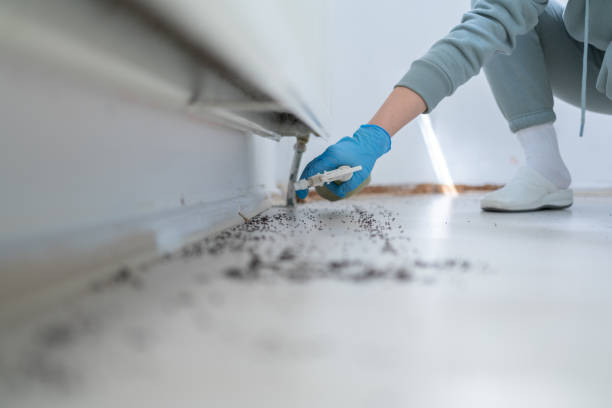 Best Affordable Pest Control Services  in Montalvin Manor, CA